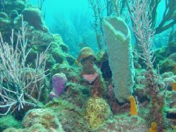 Mushroom Sponge from Roatan, H.A. using Sony F707 by Dan Pearson 